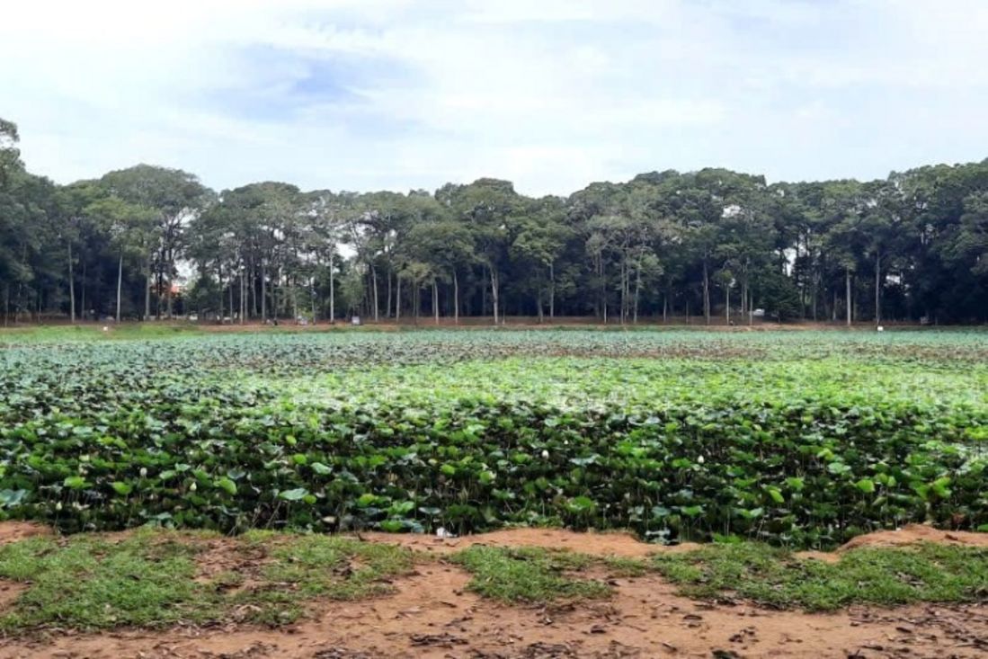 Ao Bà Om Trà Vinh: Khám phá di tích văn hóa Khmer độc đáo
