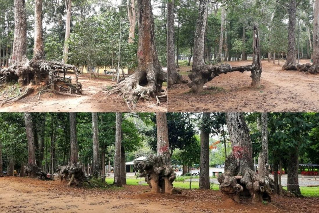 Ao Bà Om Trà Vinh: Khám phá di tích văn hóa Khmer độc đáo